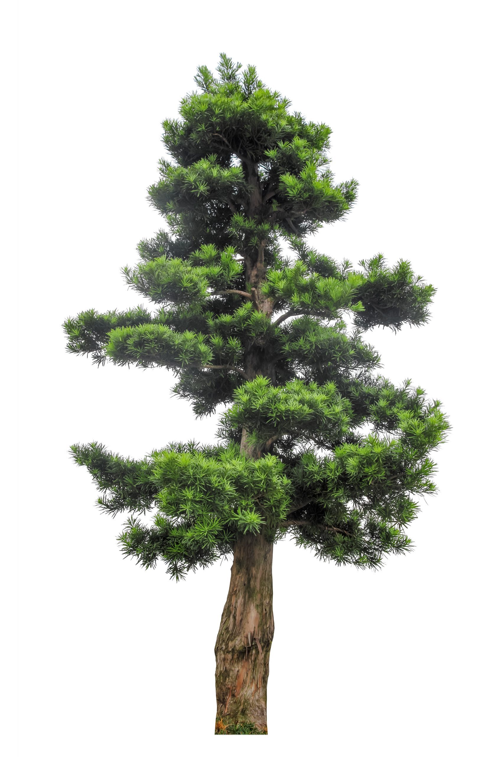 Redwood or yew tree against white background indicating strong and steady growth such as found in transformational leadership development trainings.